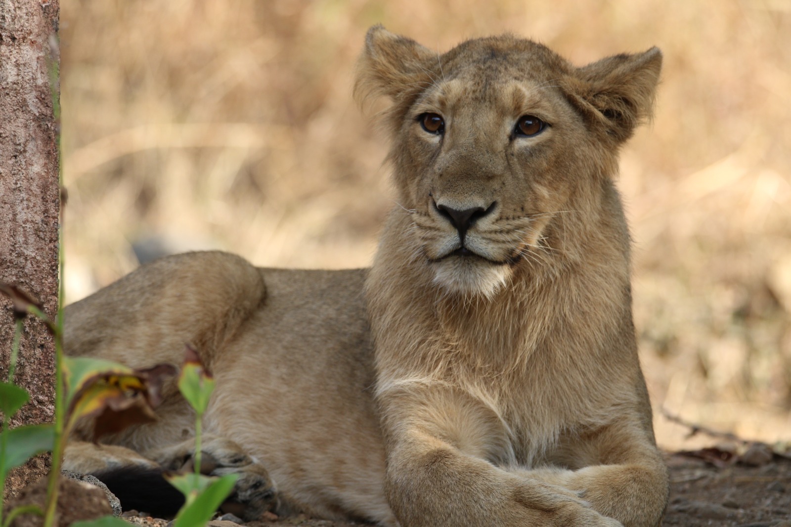 प्रवासी पक्षियों से लेकर दुर्लभ वन्य प्राणियों तक, गुजरात आज सुरक्षित और अनुकूल आवास स्थल के रूप में उभरा है।